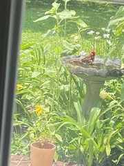 Cardinalis cardinalis