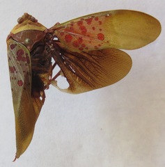 Copidocephala guttata