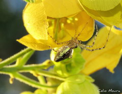 Peucetia rubrolineata