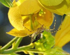 Peucetia rubrolineata