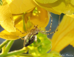 Peucetia rubrolineata