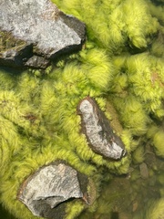 Cladophora glomerata