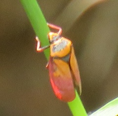 Locris areata