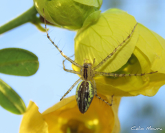 Peucetia rubrolineata