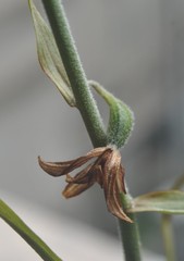 Epipactis veratrifolia