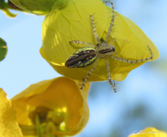 Peucetia rubrolineata