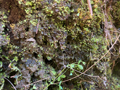 Anthoceros