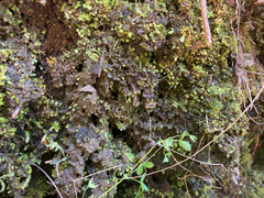 Anthoceros