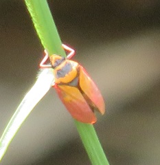 Locris areata