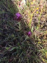 Castilleja exserta
