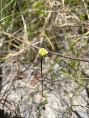 Polygala longicaulis