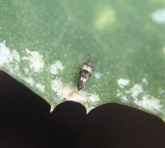 Caliothrips