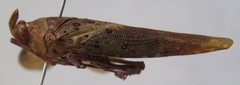 Copidocephala viridiguttata