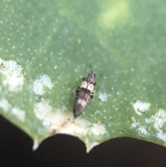 Caliothrips