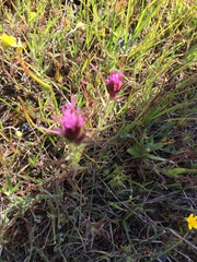Castilleja exserta