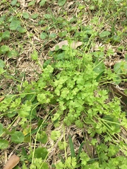 Ranunculus platensis