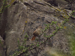 Scelorchilus albicollis