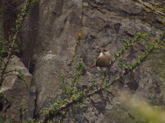 Scelorchilus albicollis