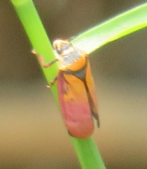 Locris areata