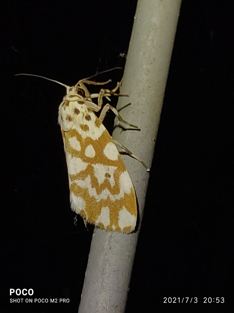 Adites pseudohilaris