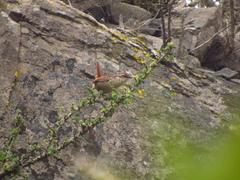 Scelorchilus albicollis