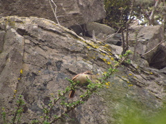 Scelorchilus albicollis