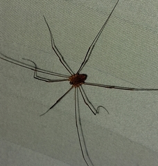 Leiobunum calcar