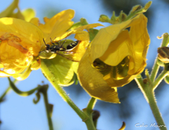 Polybia ruficeps xanthops