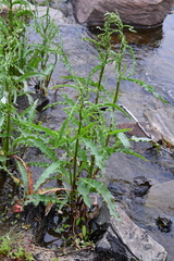 Rumex pseudonatronatus