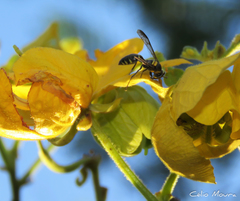 Polybia ruficeps xanthops