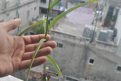 Epipactis veratrifolia