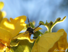 Polybia ruficeps xanthops