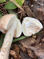 Amanita rhopalopus