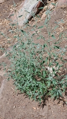 Chenopodium atrovirens