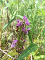 Dactylorhiza incarnata