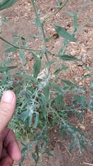 Chenopodium atrovirens