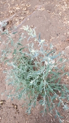 Chenopodium atrovirens