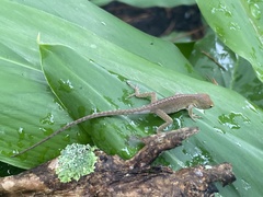 Anolis carolinensis