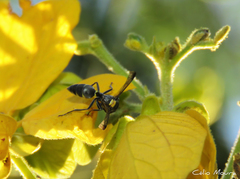 Polybia ruficeps xanthops