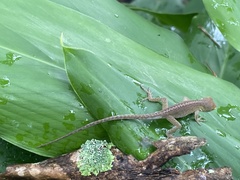 Anolis carolinensis