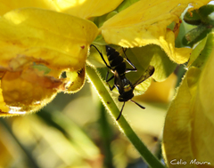 Polybia ruficeps xanthops