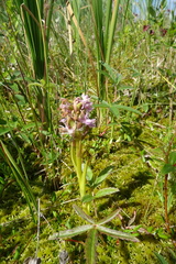 Dactylorhiza incarnata