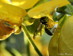 Polybia ruficeps xanthops