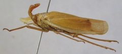 Enchophora prasina