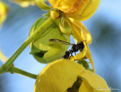 Polybia ruficeps xanthops