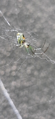 Leucauge