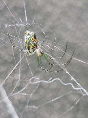 Leucauge
