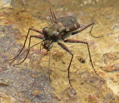 Cylindera disjuncta