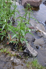 Rumex pseudonatronatus