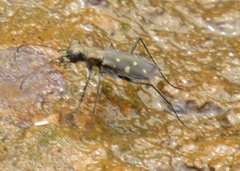 Cylindera disjuncta